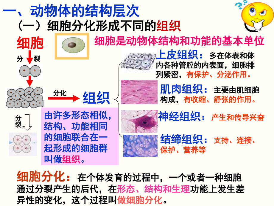 动植物体的结构层次(新).ppt_第2页