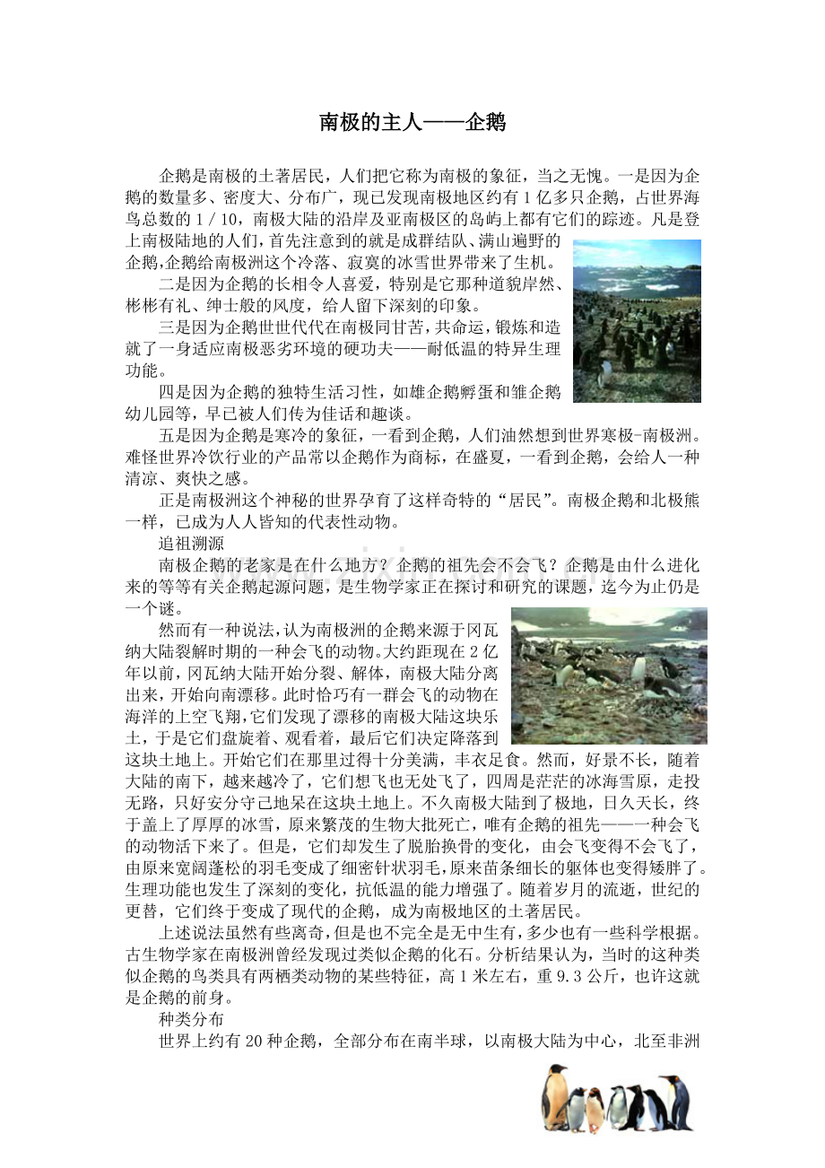 南极的主人企鹅.doc_第1页