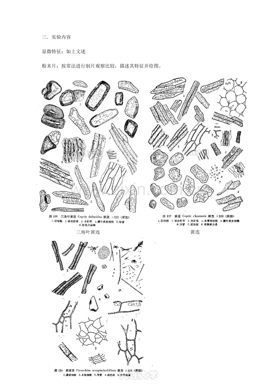 黄连黄柏的粉末鉴别.doc_第2页