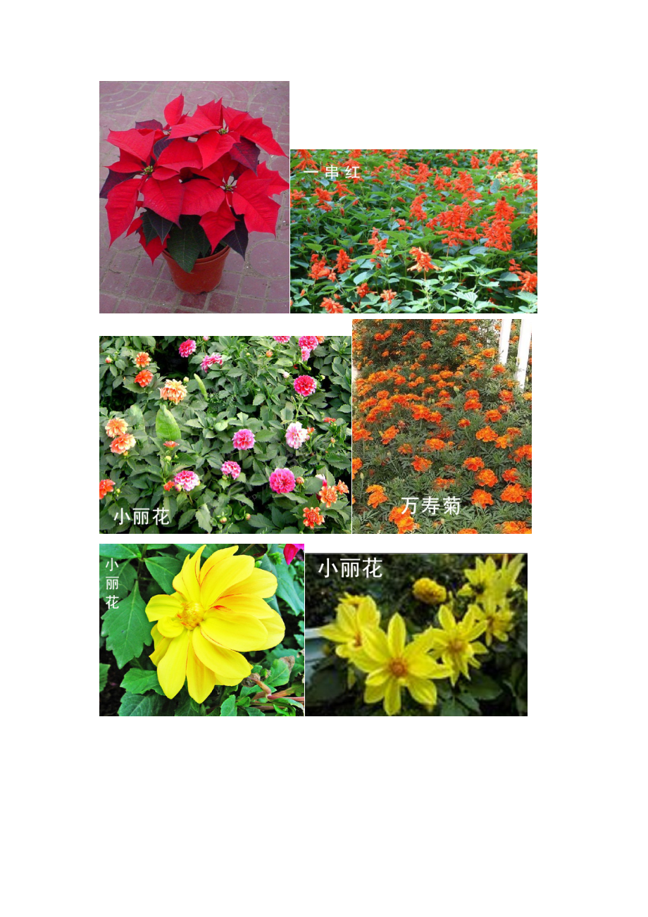 一些花卉(时花)名称.doc_第1页