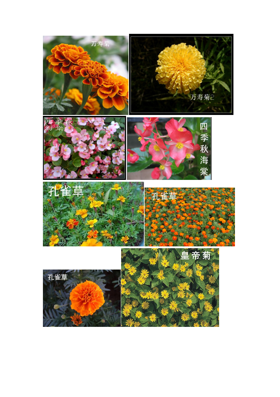一些花卉(时花)名称.doc_第2页