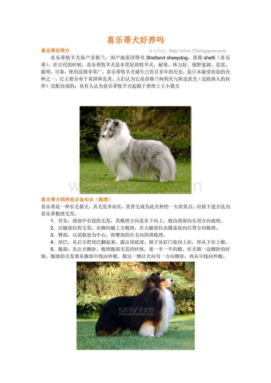喜乐蒂犬好养吗？由乾通名犬繁殖中心来教你!.doc_第1页
