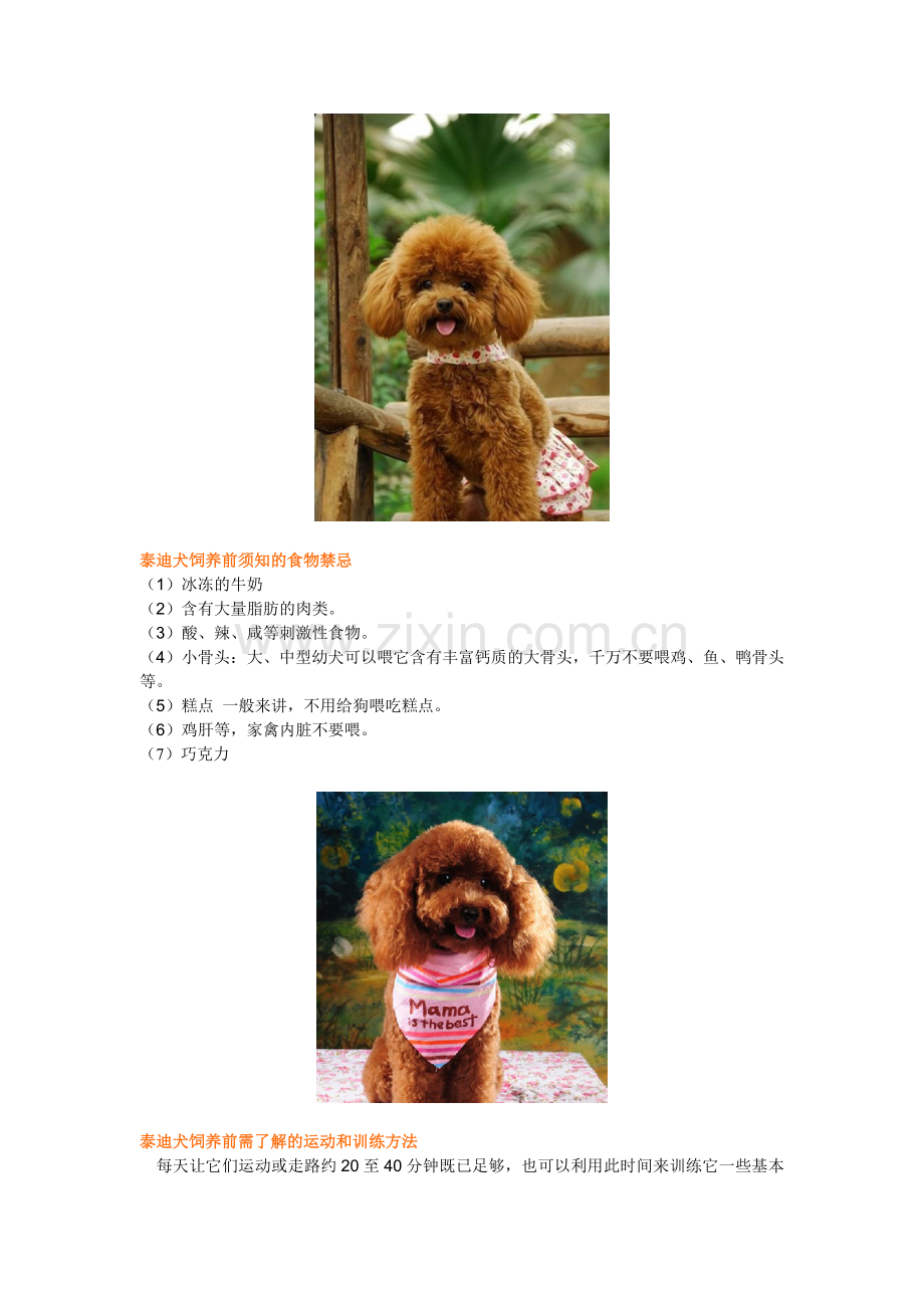 泰迪犬好养吗？由乾通名犬繁殖中心来教你!.doc_第2页