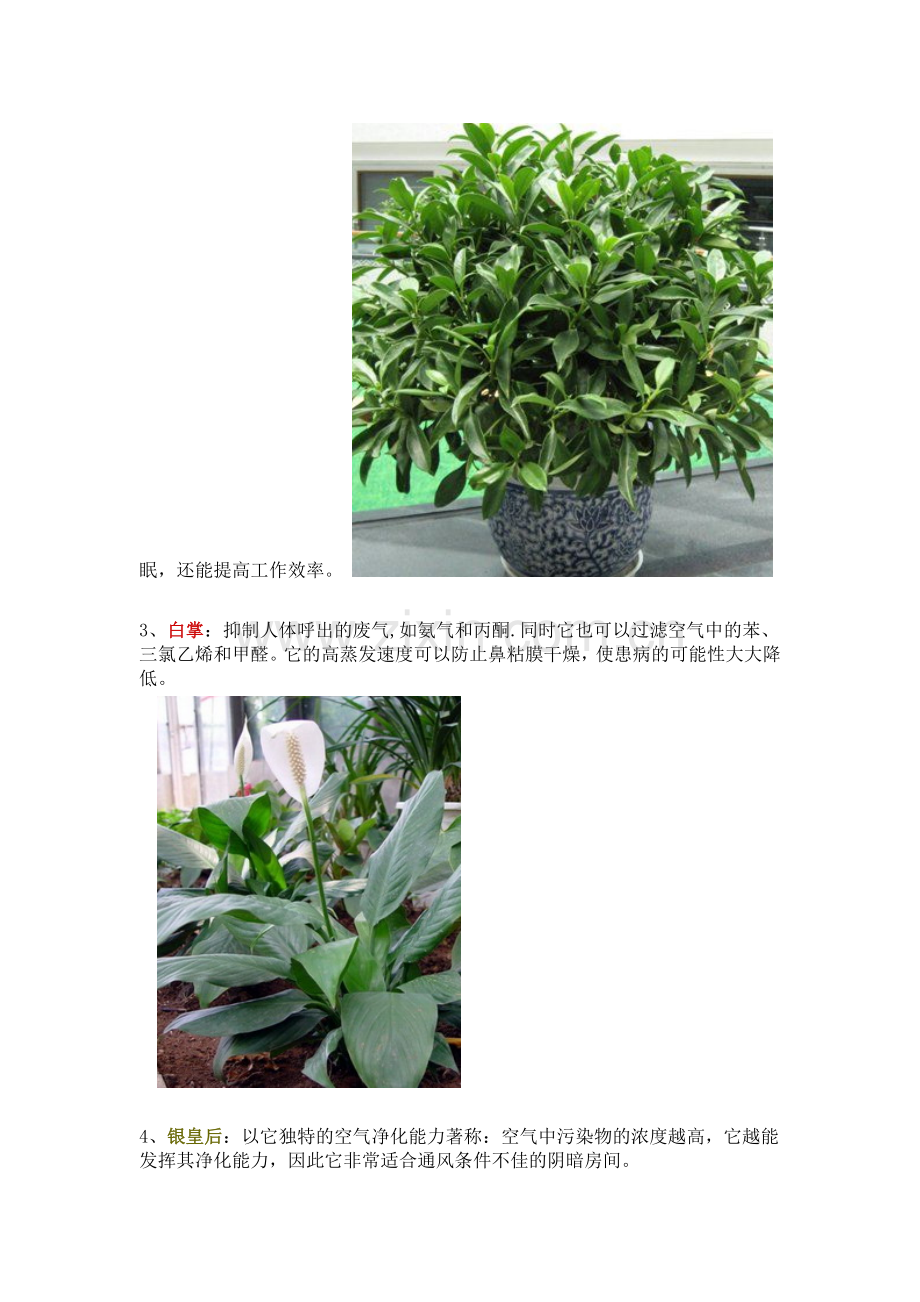 常见室内植物的功效.doc_第2页