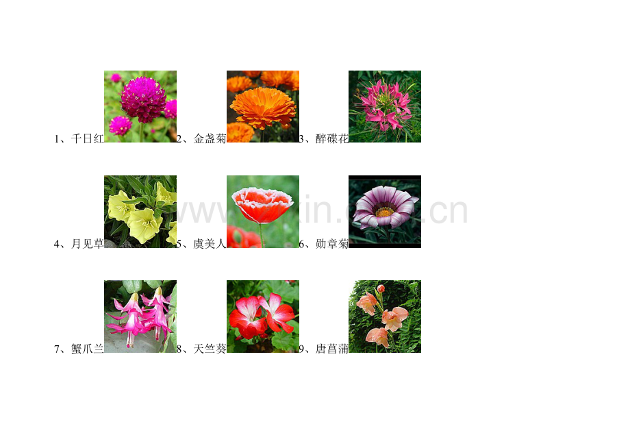 常见园林花卉图片.doc_第1页