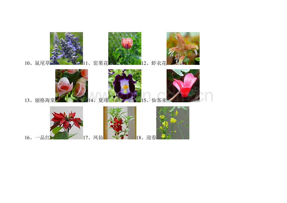 常见园林花卉图片.doc_第2页