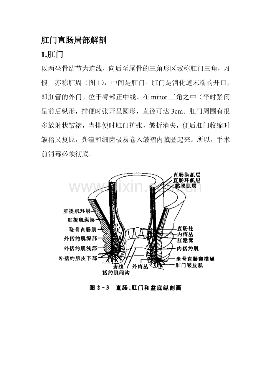 肛门直肠局部解剖.doc_第1页