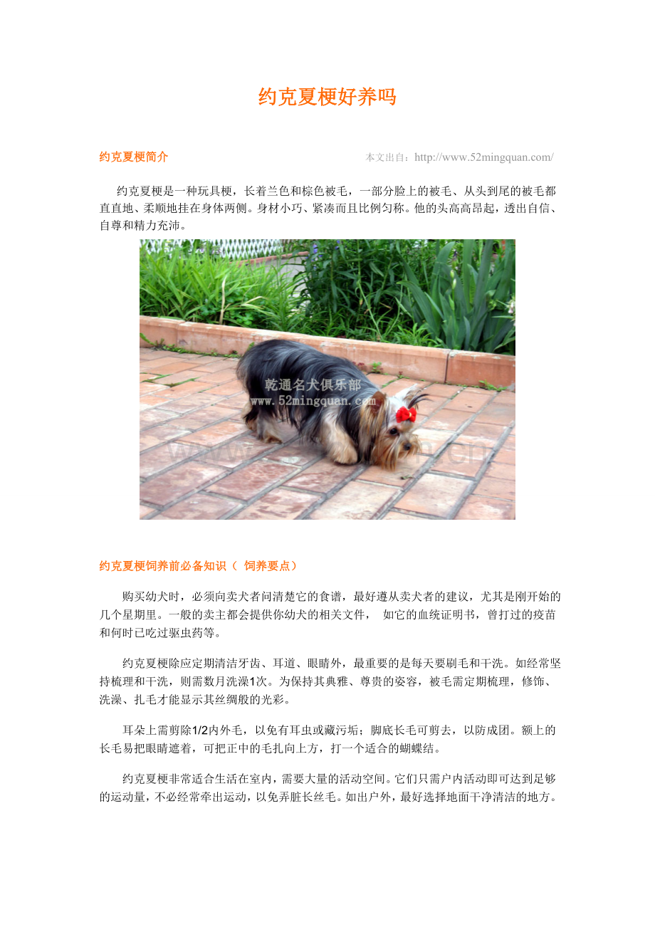 约克夏梗好养吗？由乾通名犬繁殖中心来教你!.doc_第1页