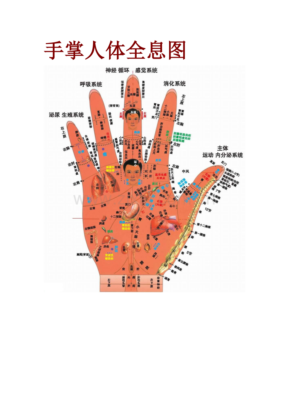 手掌人体全息图.doc_第1页