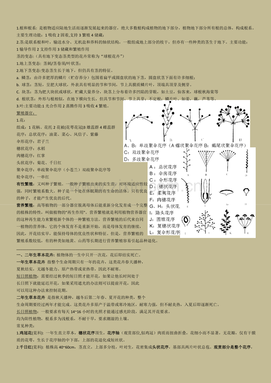 中大 公选 花卉鉴赏课 个人期末整理资料.doc_第2页