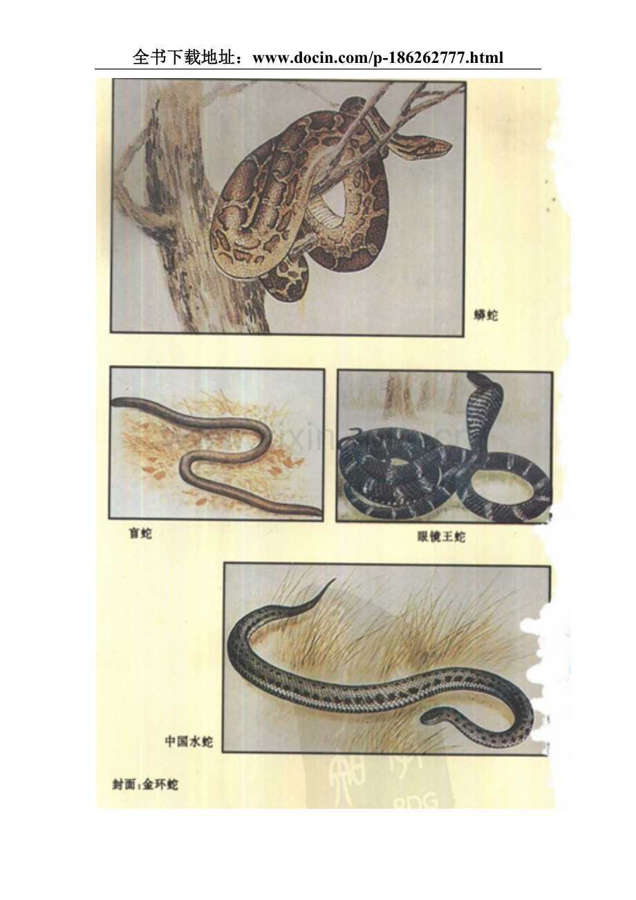 养蛇技术资料大全.doc_第2页
