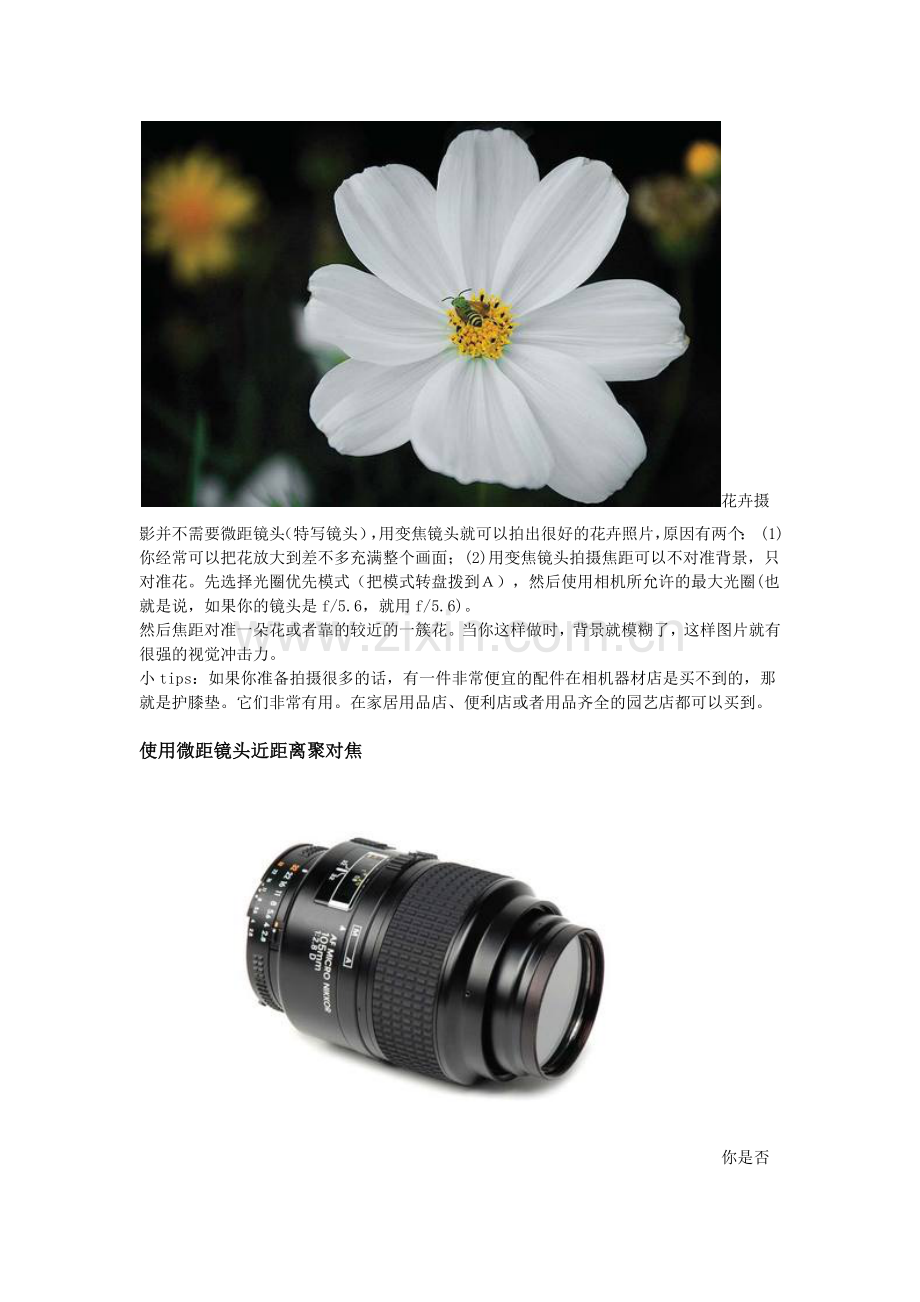 专业花卉摄影.doc_第2页