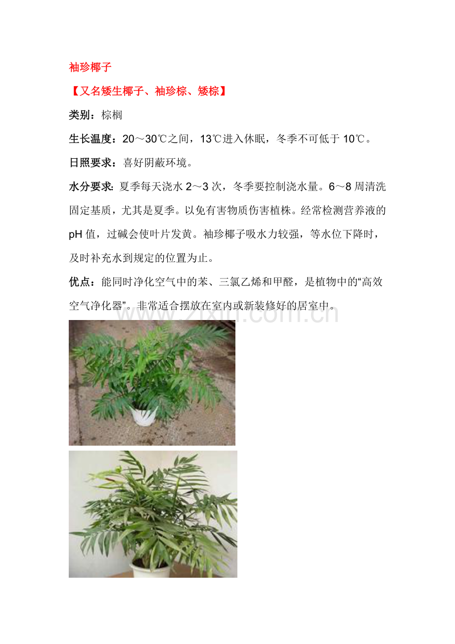 花卉(新).doc_第1页