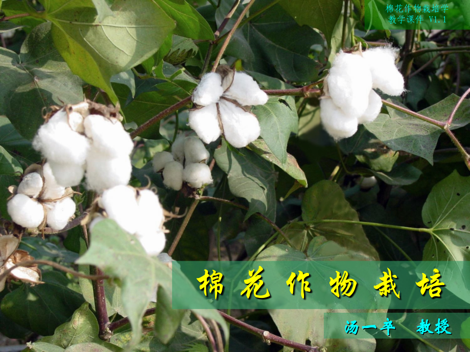 棉花作物栽培.ppt_第1页