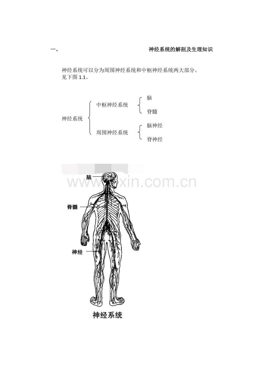 神经内科基础知识.doc_第2页