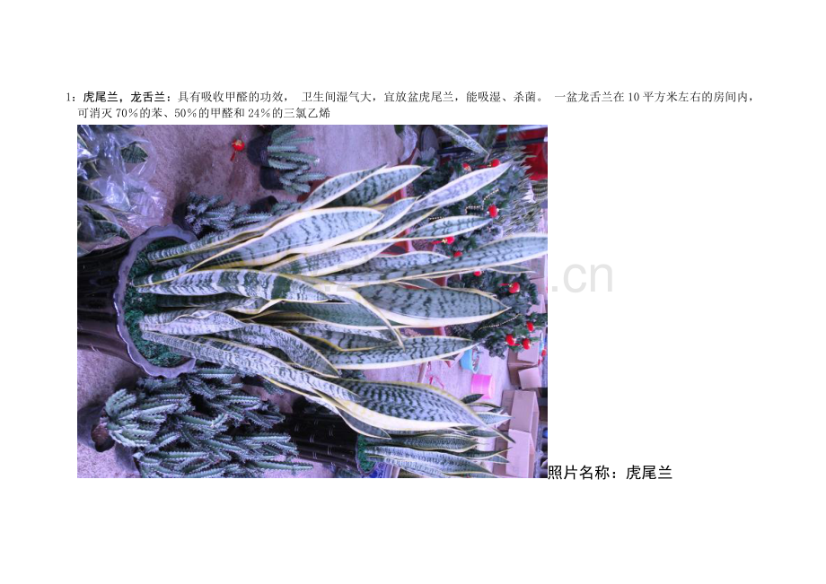 最适合室内摆放的植物大全(配高清大图).doc_第2页