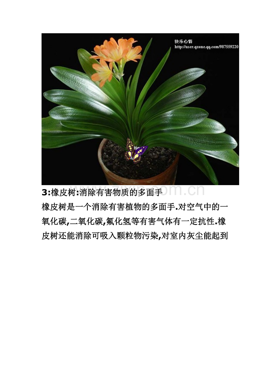 十四种卧室适宜种植的植物.doc_第2页