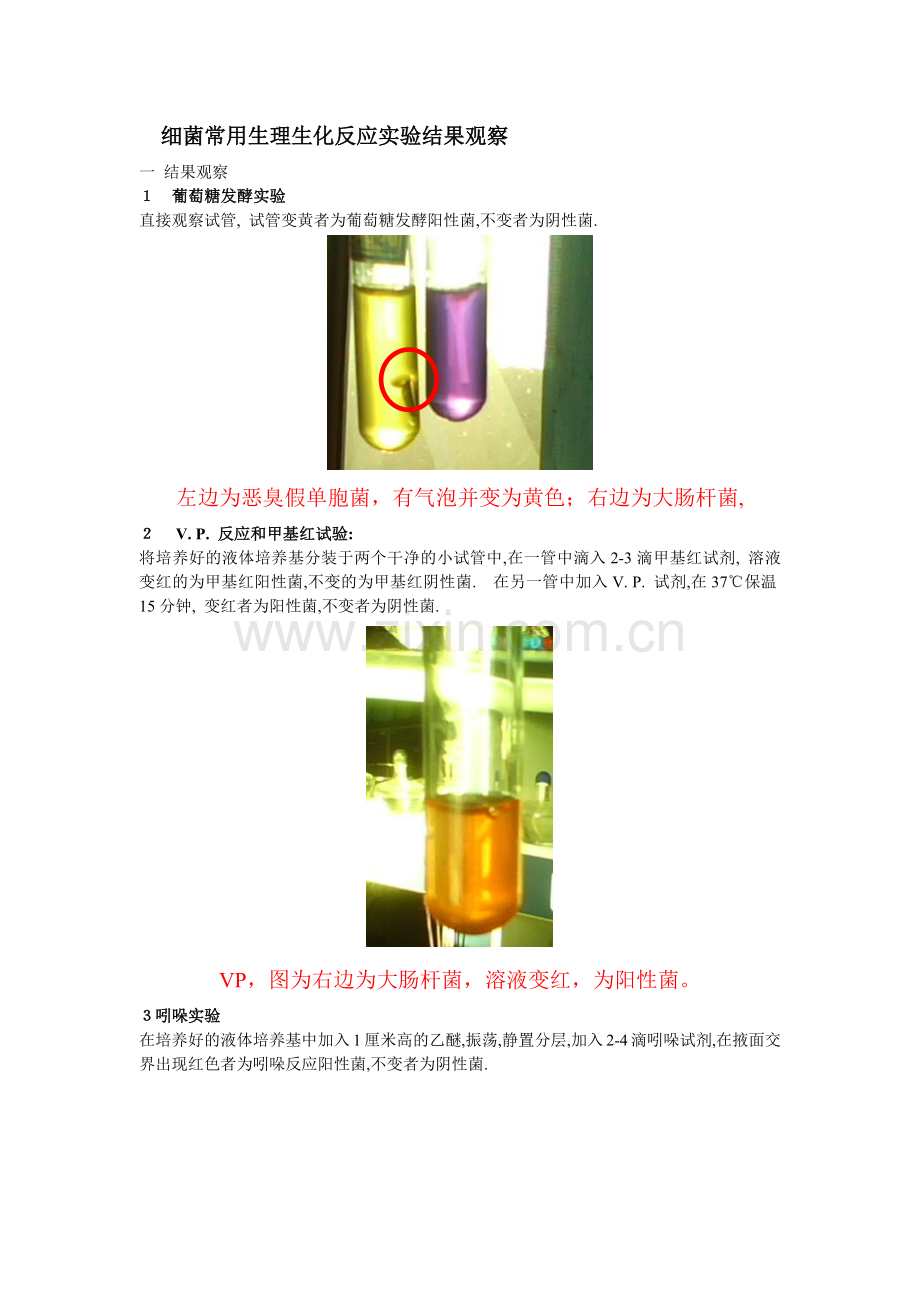 大肠杆菌生化实验.docx_第1页