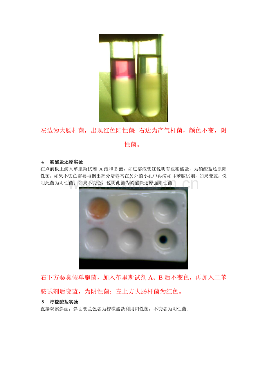 大肠杆菌生化实验.docx_第2页