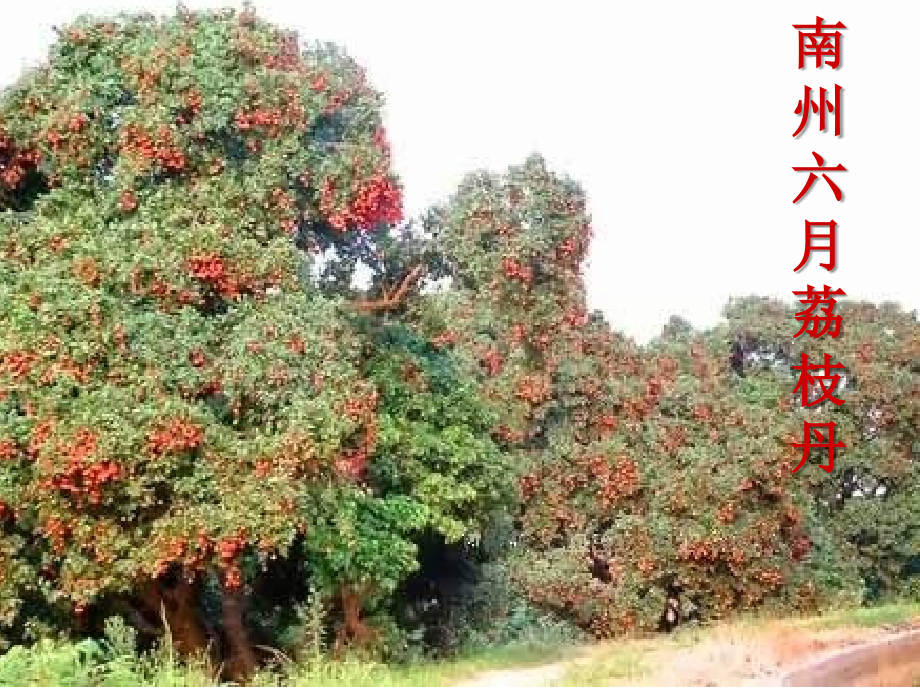 人教版高一语文南洲六月荔枝丹 贾祖璋 课件.ppt_第2页