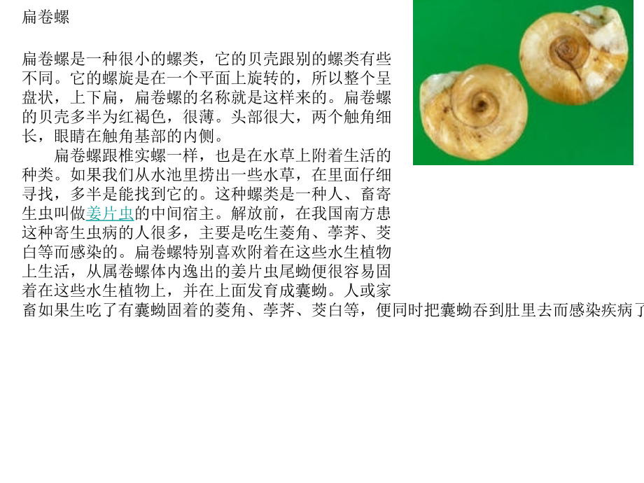 中间宿主—螺.ppt_第2页