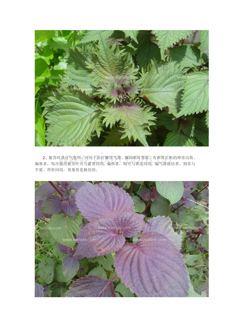 紫苏叶的功效与作用及食用方法介绍.doc_第2页