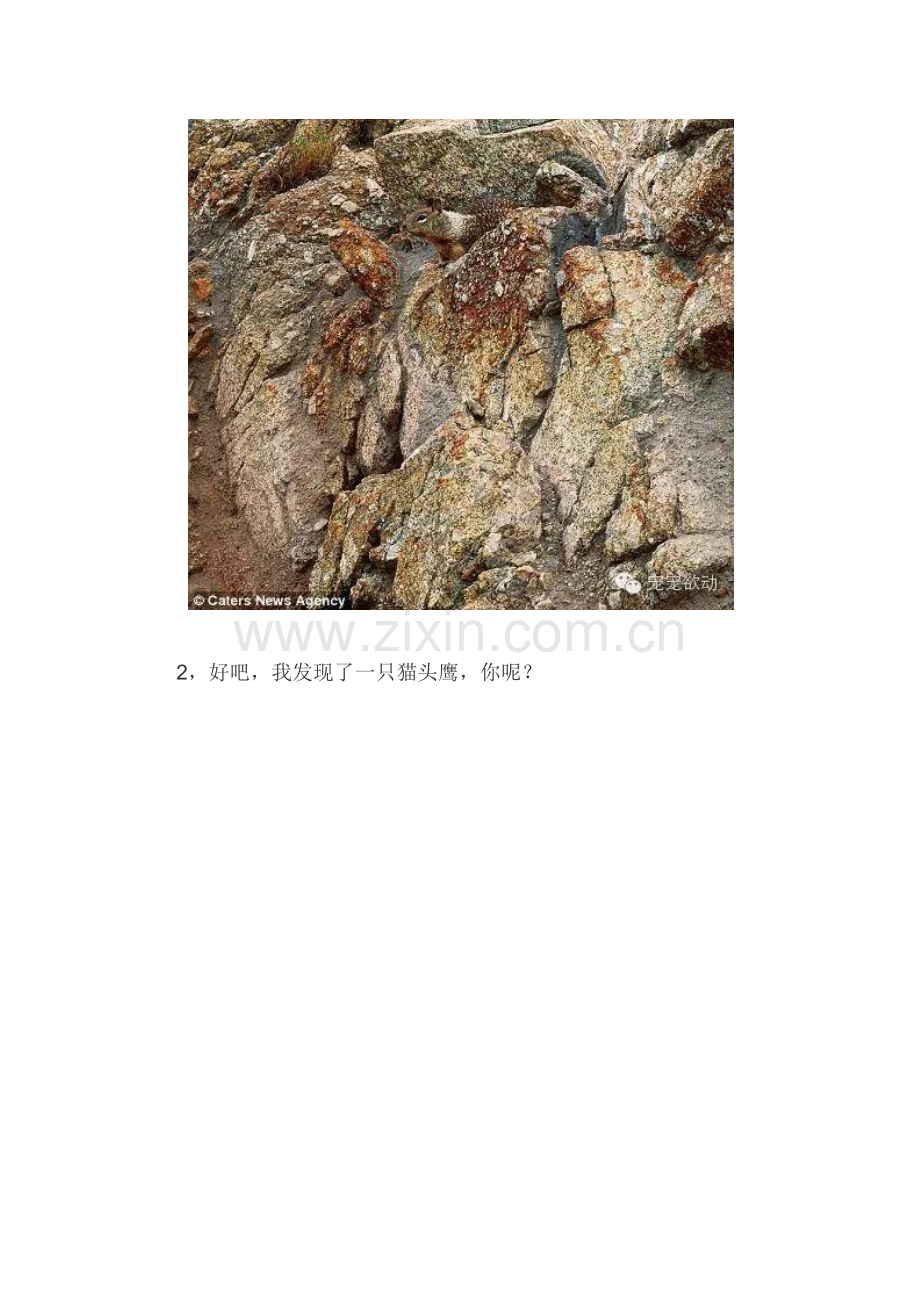 动物界10大隐身术高手.docx_第2页