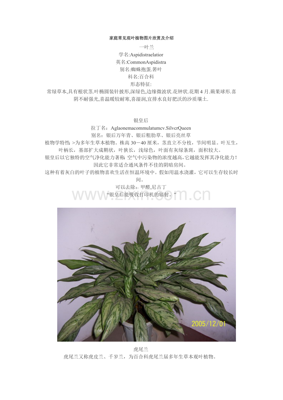 家庭常见观叶植物图片欣赏及介绍.doc_第1页