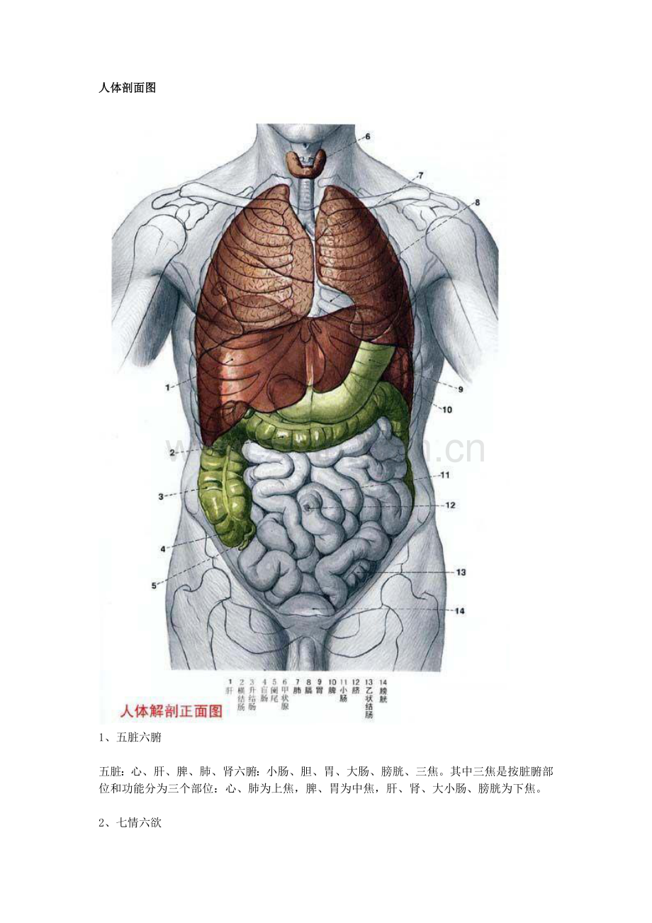 人体剖面图.doc_第1页