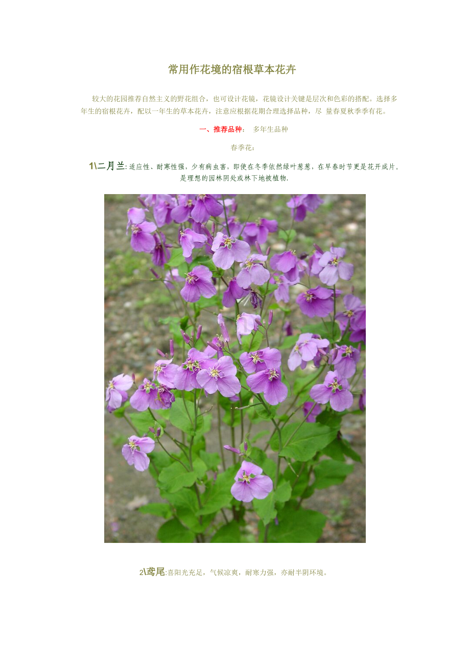 常用作花境的宿根草本花卉.doc_第1页