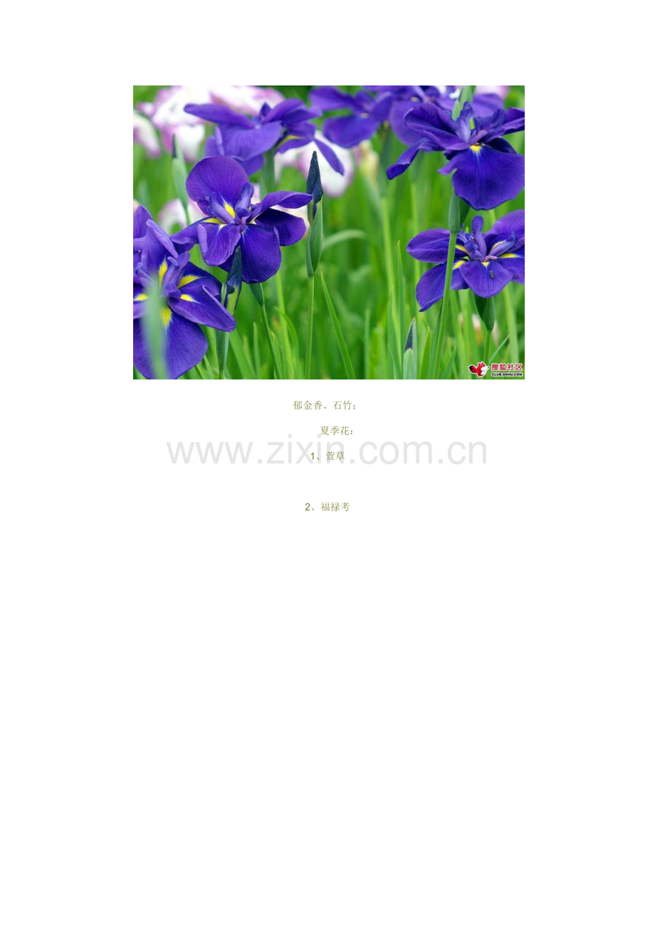 常用作花境的宿根草本花卉.doc_第2页