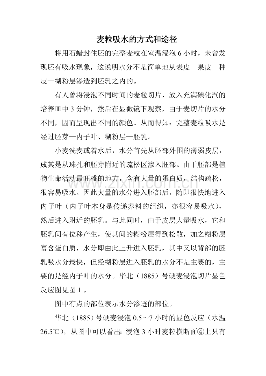 麦粒吸水方式及途径.doc_第1页