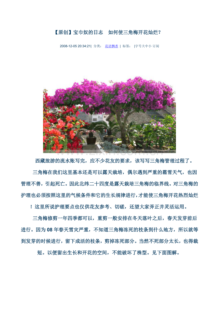 如何使三角梅开花灿烂.doc_第1页
