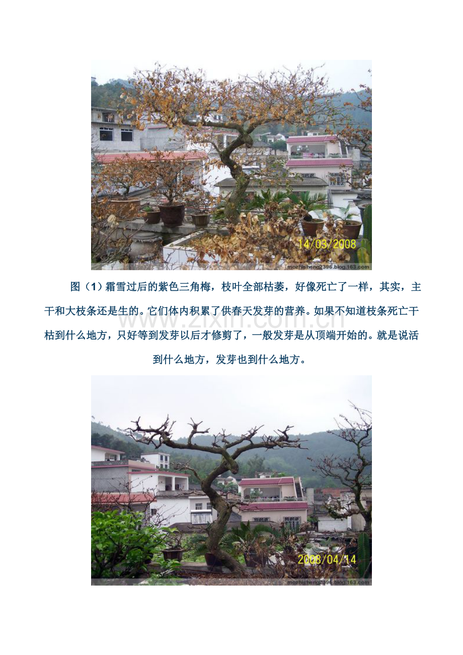 如何使三角梅开花灿烂.doc_第2页