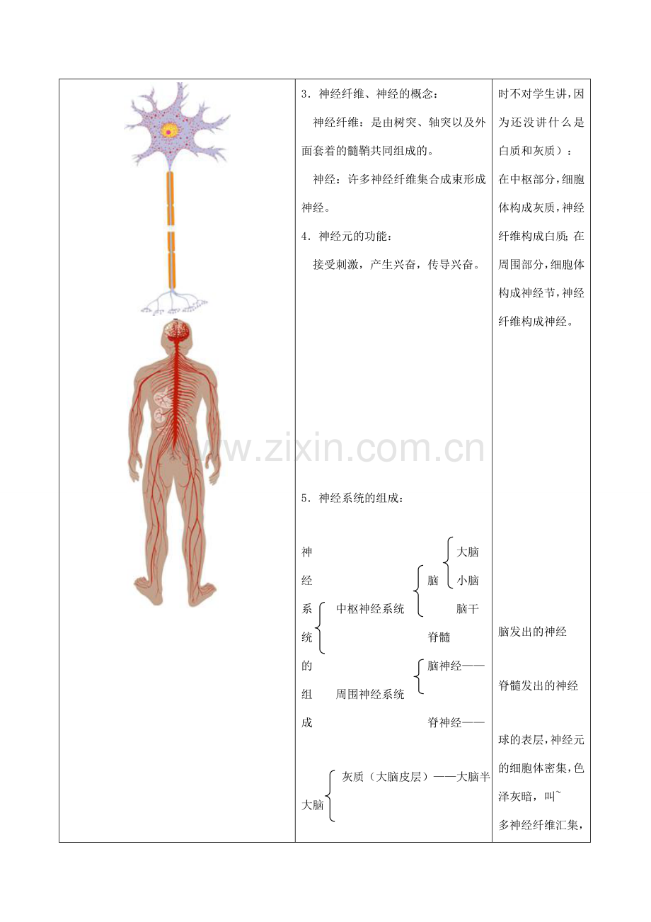 八年级生物上册 15.1 人体的神经调节 教案 苏科版.doc_第2页
