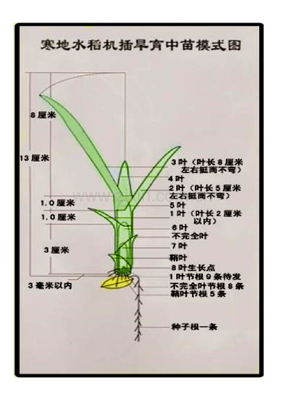 叶龄诊断技术.doc_第2页