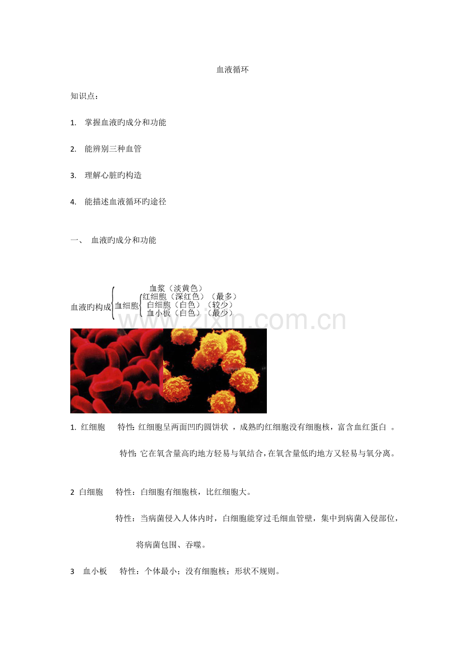 2023年血液循环生物知识点.doc_第1页