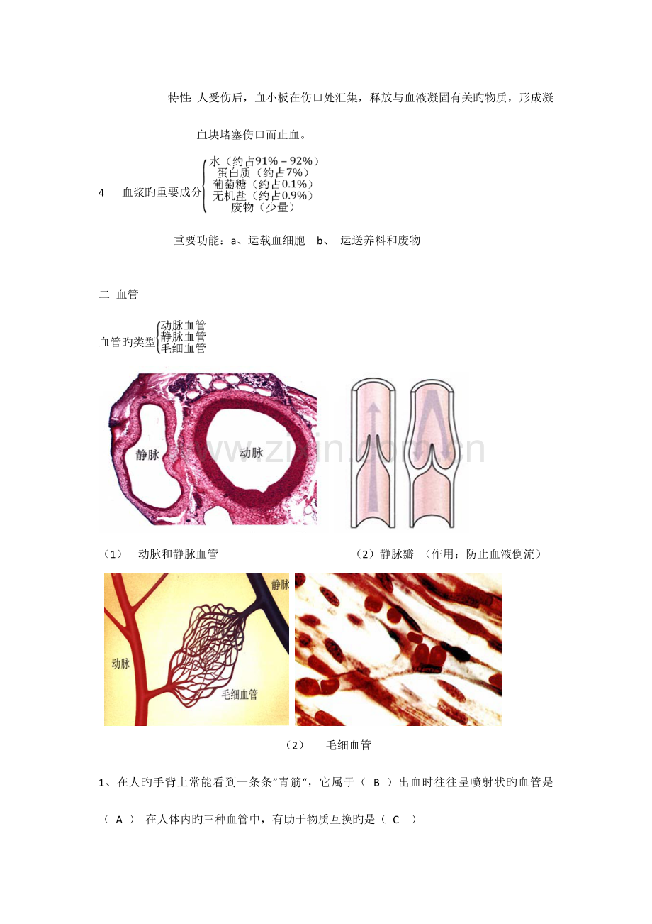 2023年血液循环生物知识点.doc_第2页