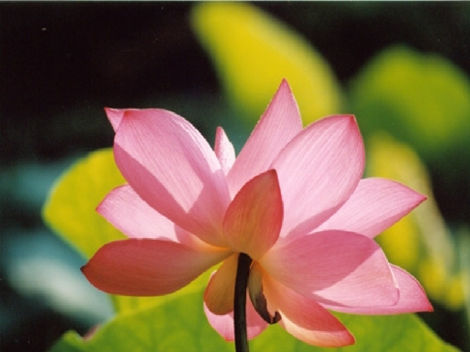 八年级语文上册 第22课(爱莲说)课件 新人教版 课件.ppt_第1页