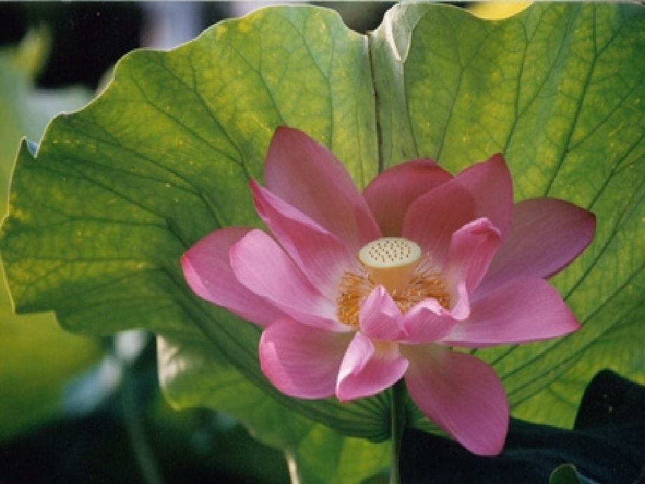 八年级语文上册 第22课(爱莲说)课件 新人教版 课件.ppt_第2页