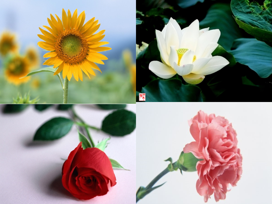 语文s版一年级上册《花朵》课件.ppt_第2页