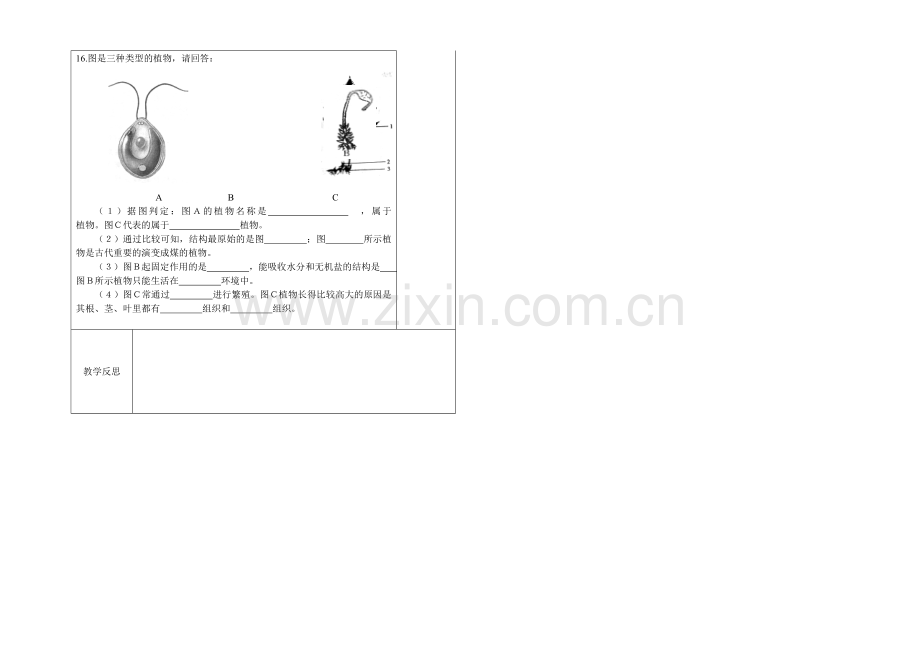藻类、苔藓及蕨类植物MicrosoftWord文档(2).doc_第2页