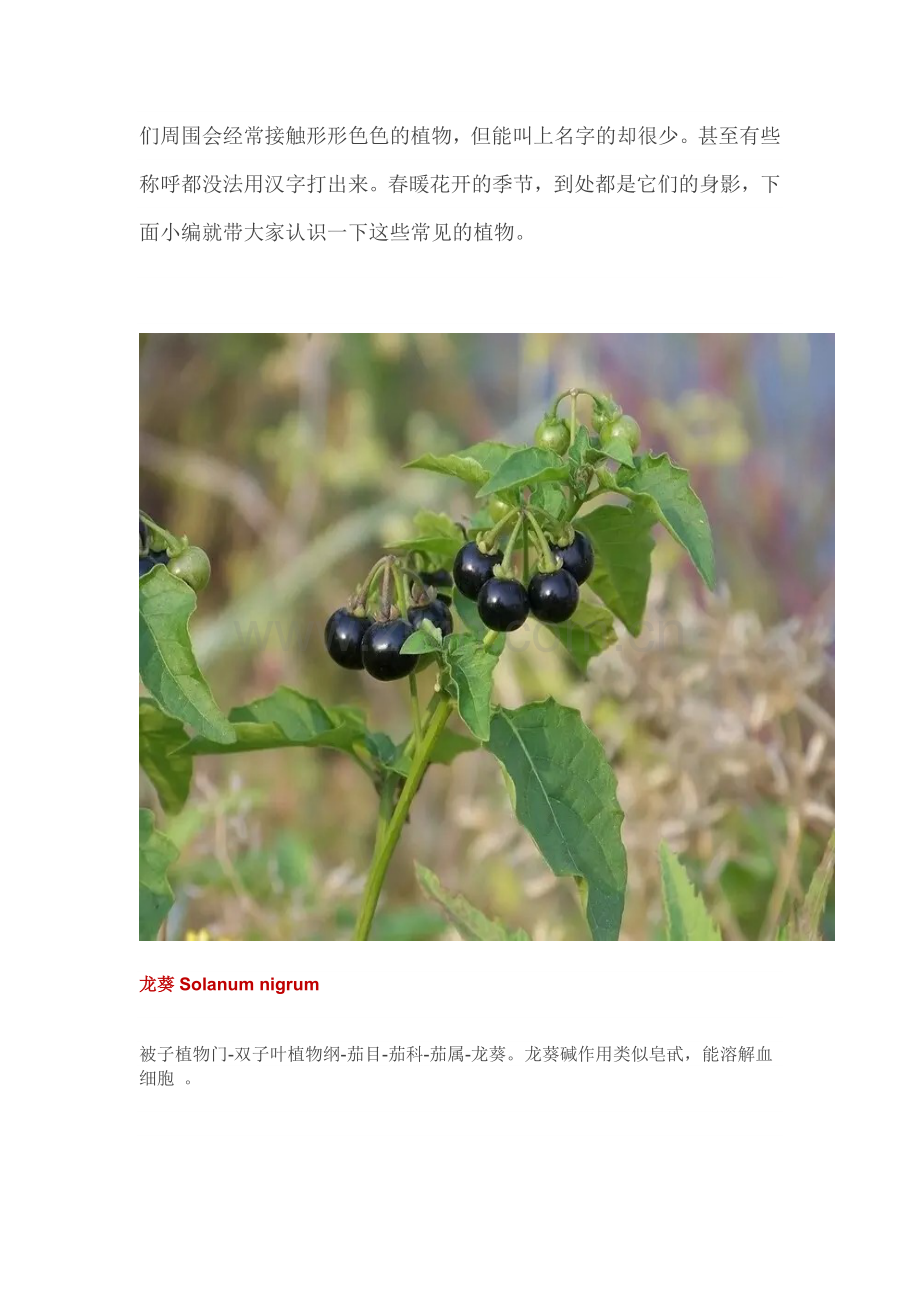 常见的植物.doc_第1页