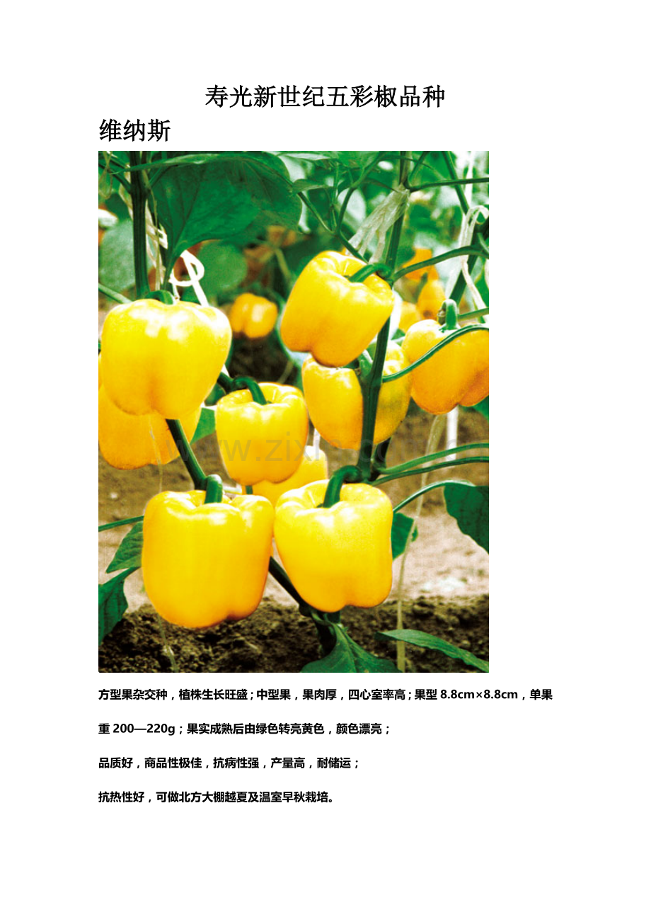 寿光新世纪五彩椒品种.doc_第1页