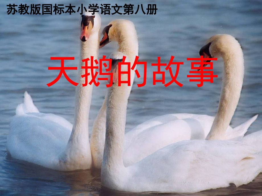 天鹅的故事课件(4.10).ppt_第1页