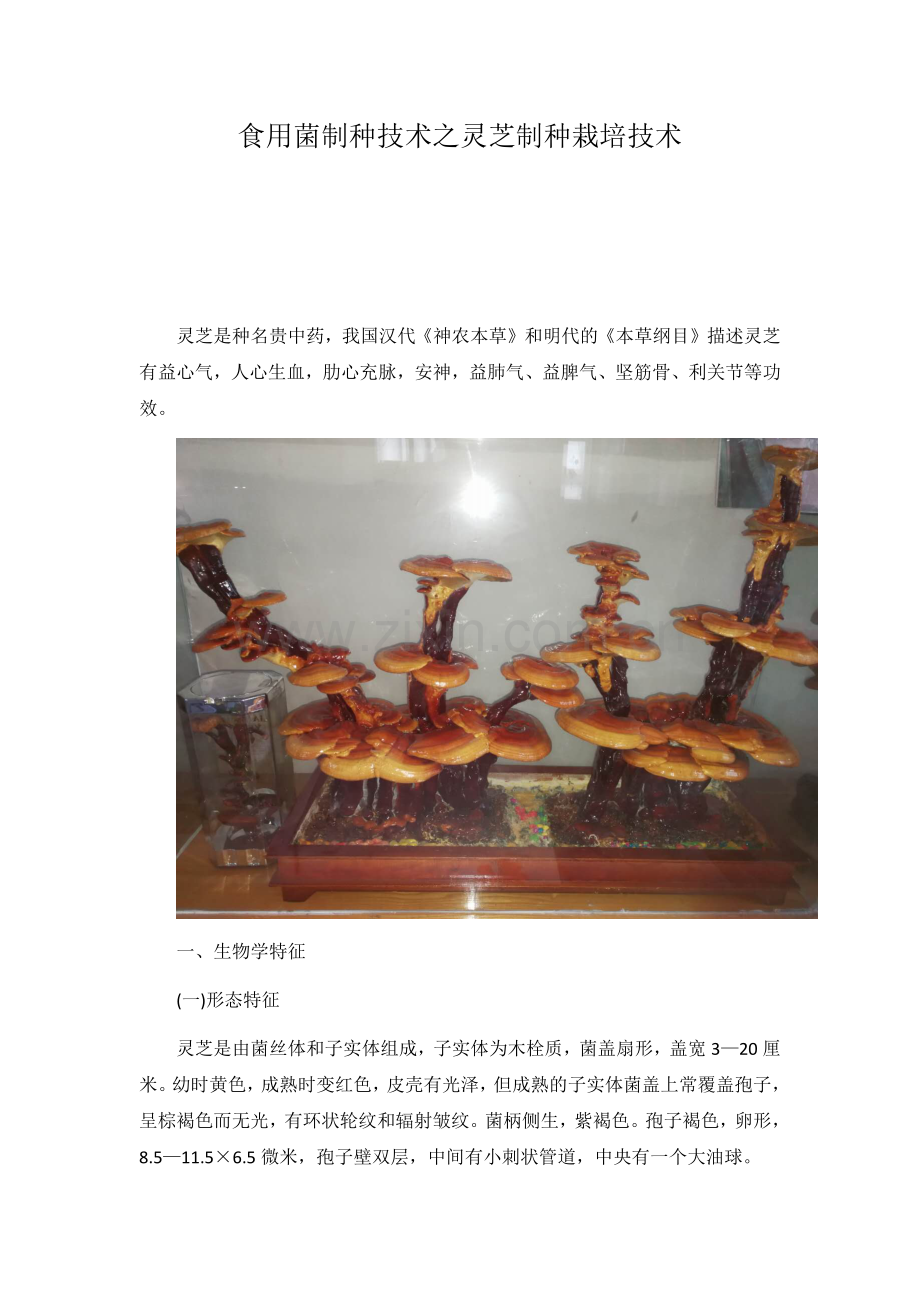 食用菌制种技术之灵芝制种栽培技术.docx_第1页