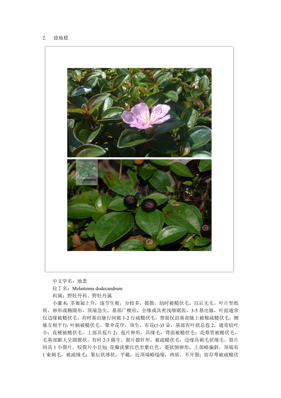 小时候吃过的野生植物.doc_第2页