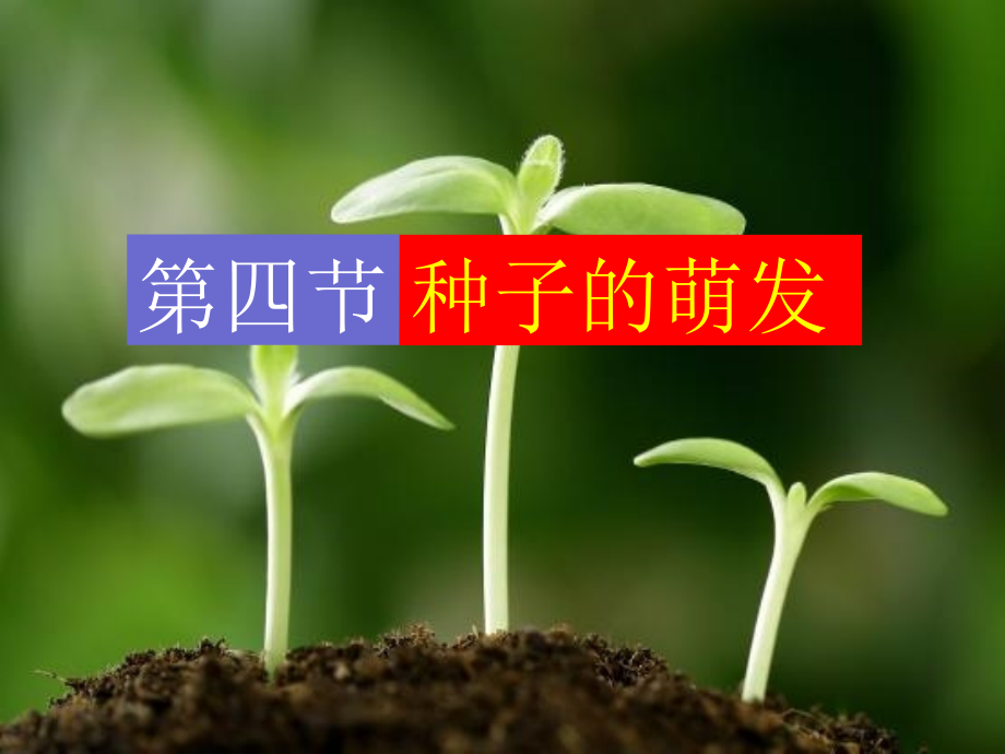 济南版第四节种子的萌发.ppt_第1页