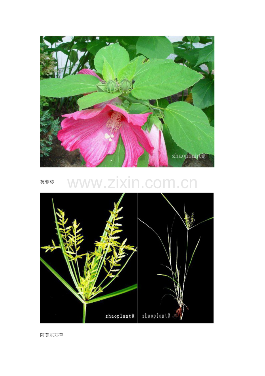 常见植物原色图鉴.doc_第2页