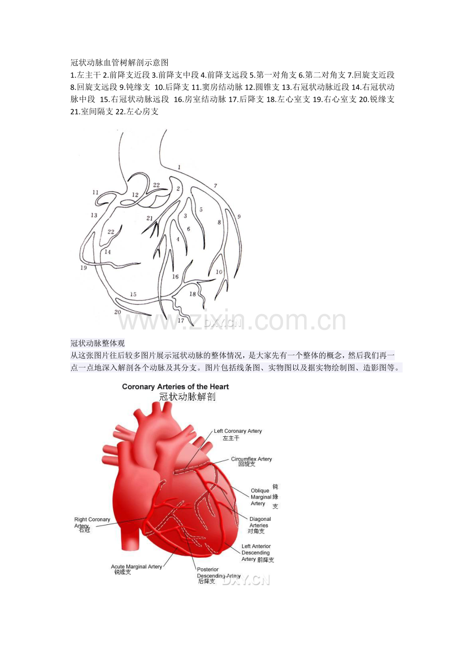 冠脉造影 完.docx_第2页